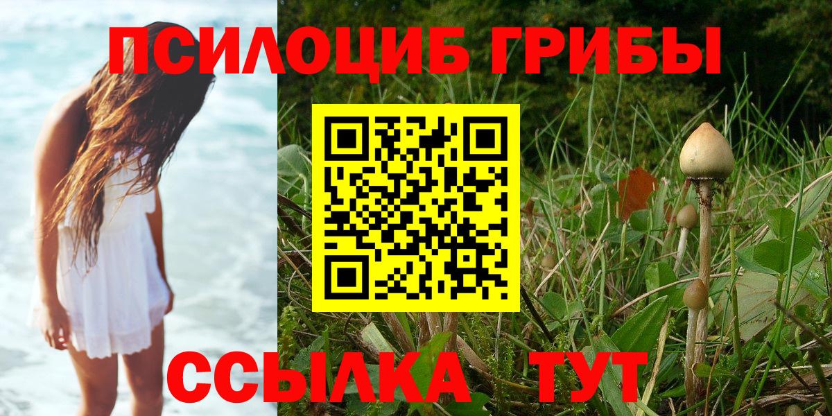 Псилоцибиновые грибы Psilocybe Апшеронск